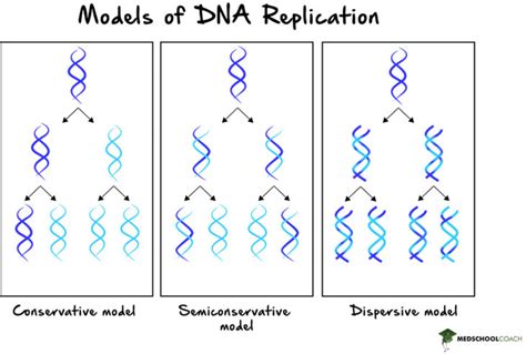 semiconservative definition simple.